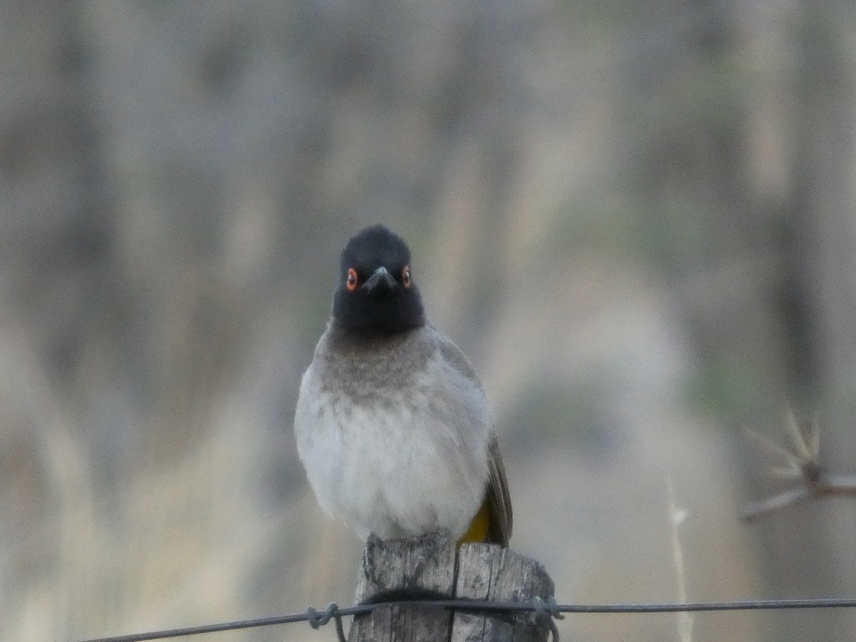 Black-fronted Bulbul - ML641697463