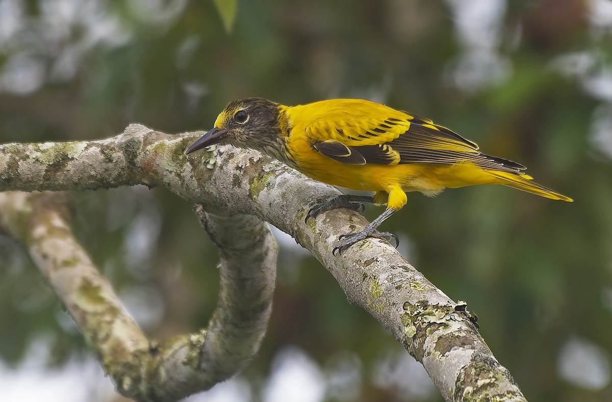 Black-hooded Oriole - ML641697485