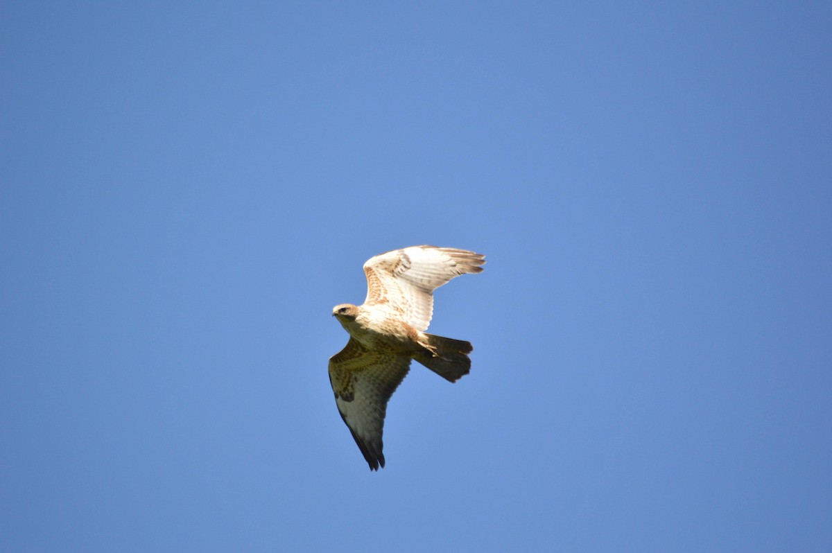 Common Buzzard (Steppe) - ML641697486