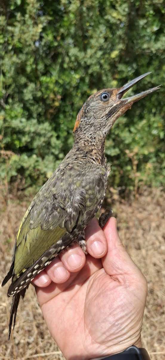 Iberian Green Woodpecker - ML641697524