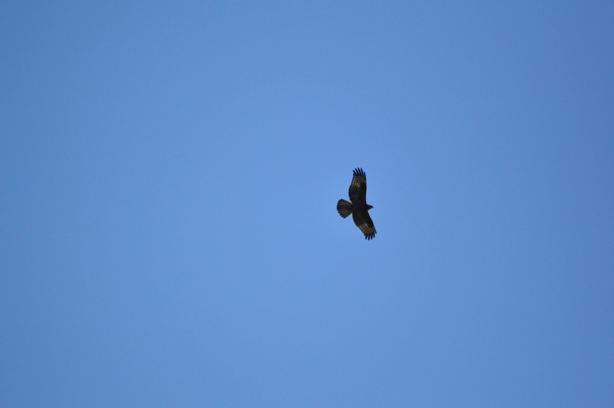 European Honey-buzzard - ML641697541