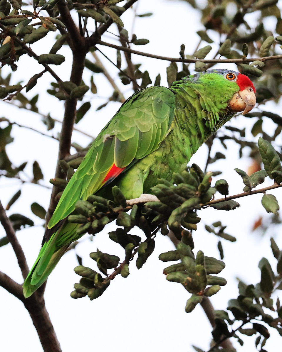 メキシコアカボウシインコ - ML641697550