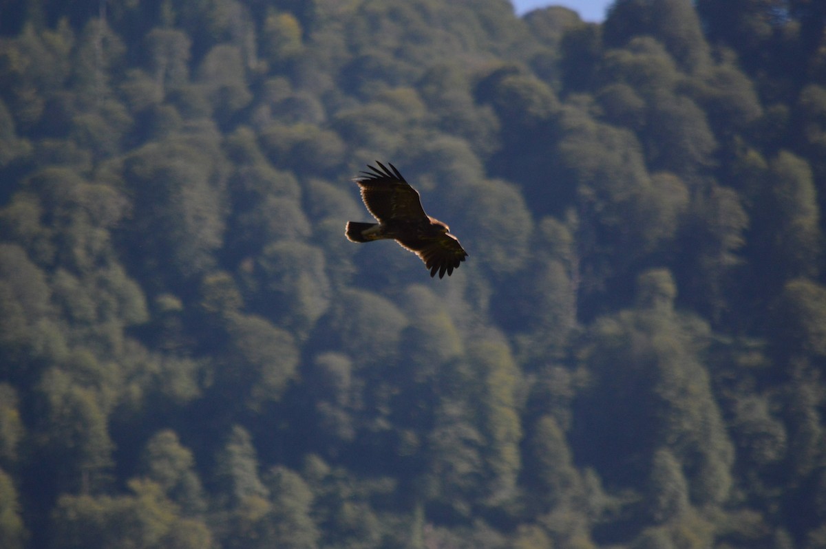Lesser Spotted Eagle - ML641697577