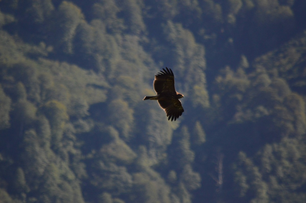 Lesser Spotted Eagle - ML641697578