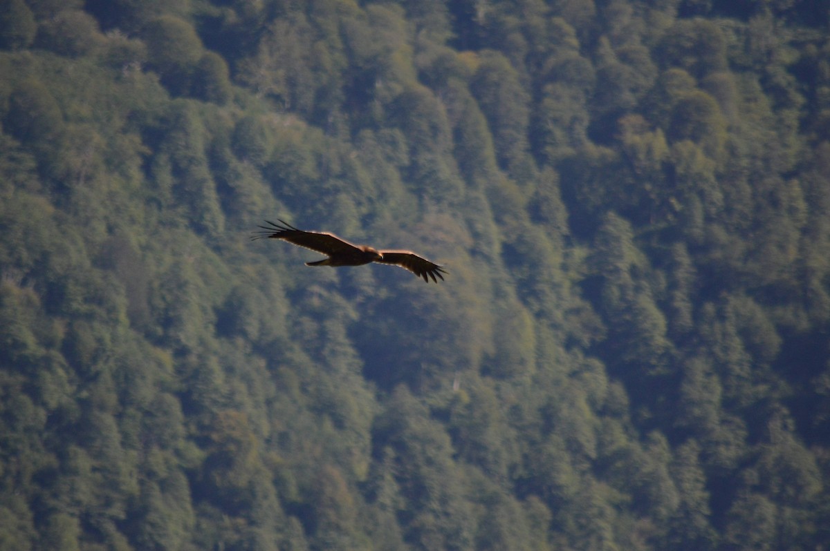 Lesser Spotted Eagle - ML641697579