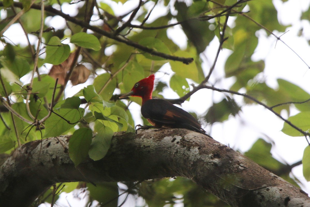 Red-necked Woodpecker - ML641697581