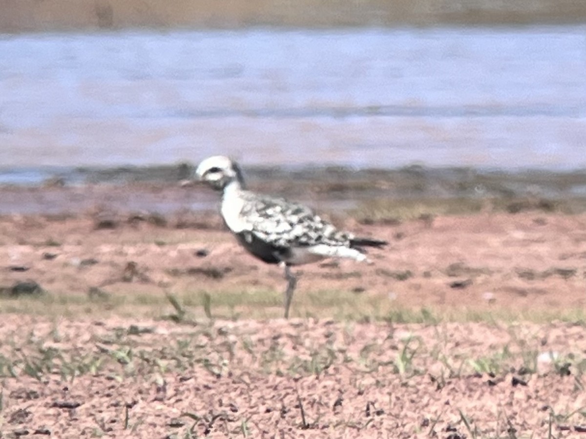 Black-bellied Plover - ML641697602