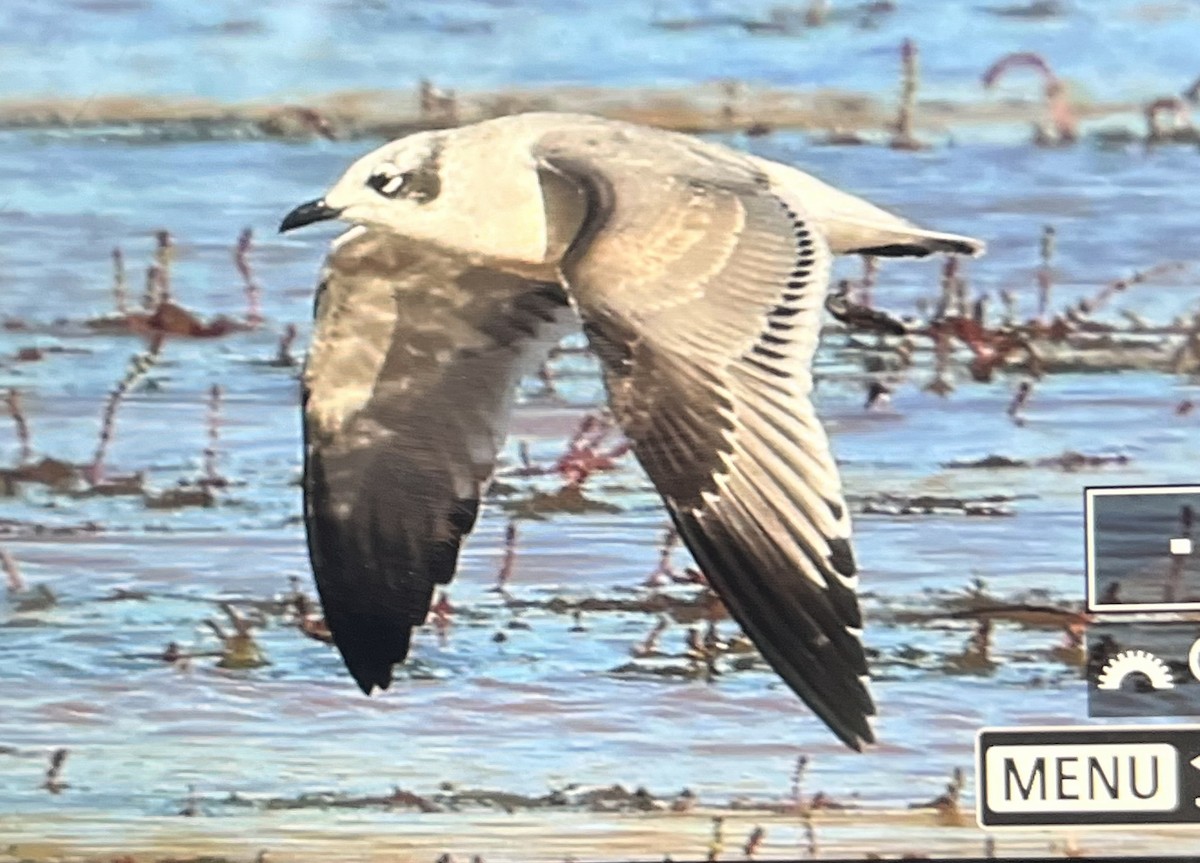 Franklin's Gull - ML641697606