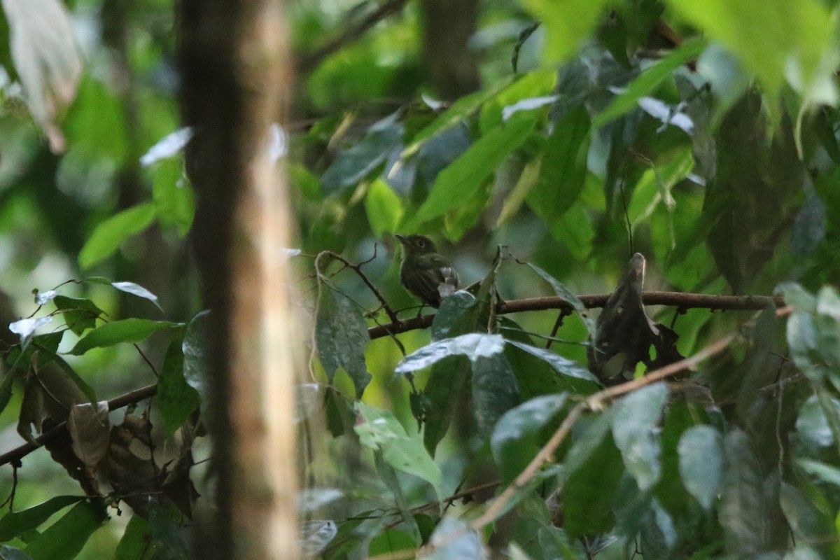 Whiskered Flycatcher - ML641697627