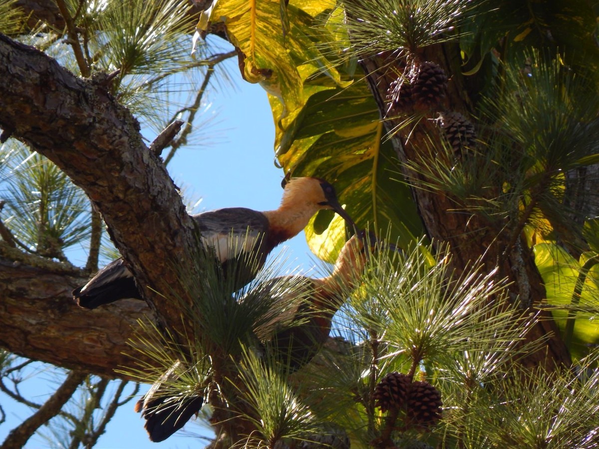 Buff-necked Ibis - ML641697647