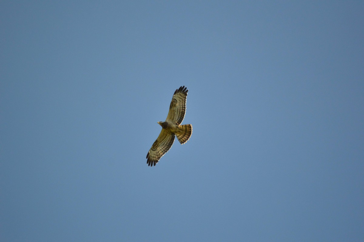 European Honey-buzzard - ML641697652