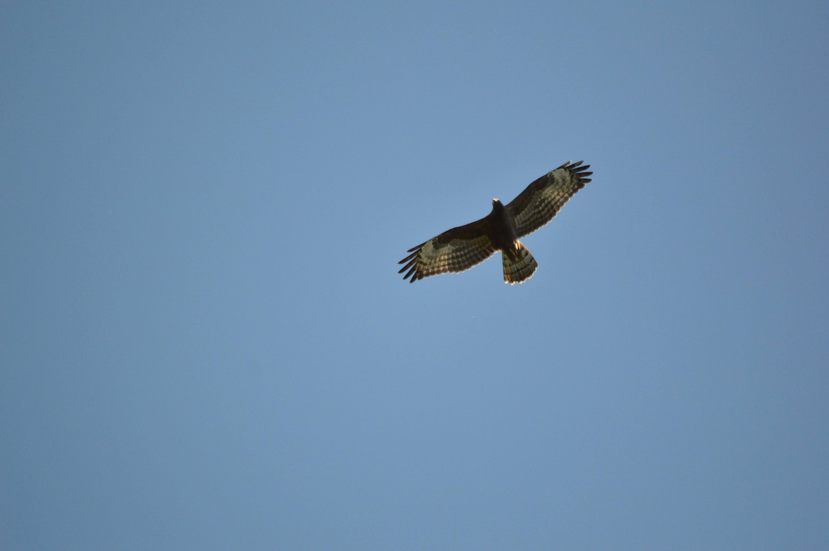European Honey-buzzard - ML641697654