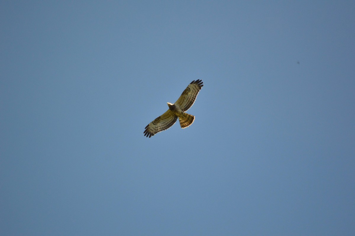 European Honey-buzzard - ML641697655