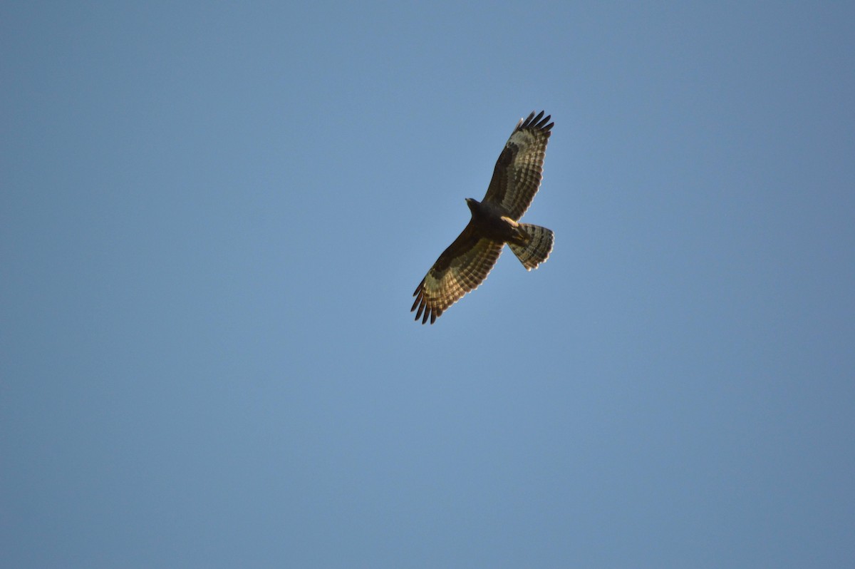 European Honey-buzzard - ML641697656