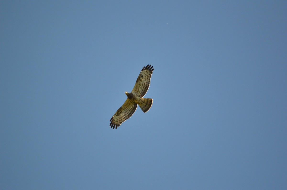 European Honey-buzzard - ML641697657