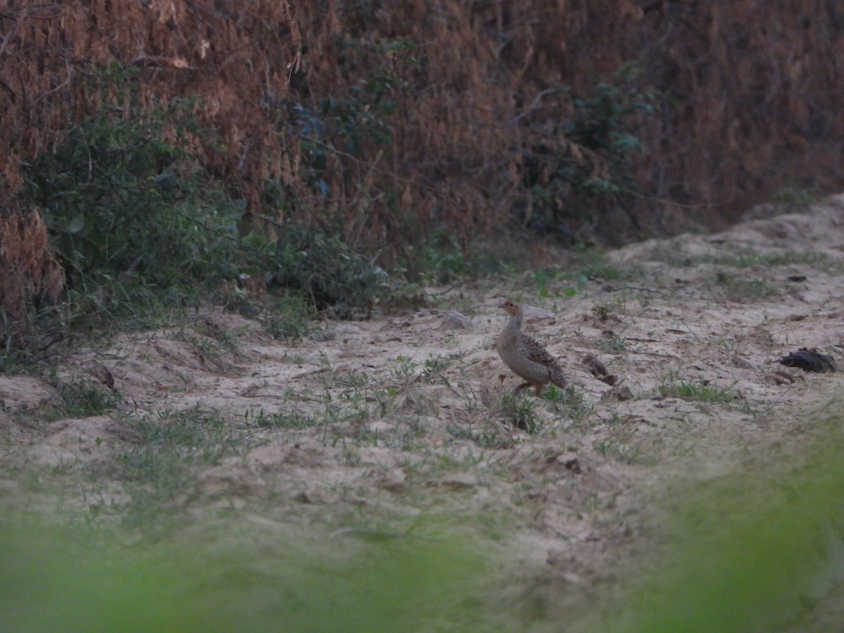 Gray Francolin - ML641697662