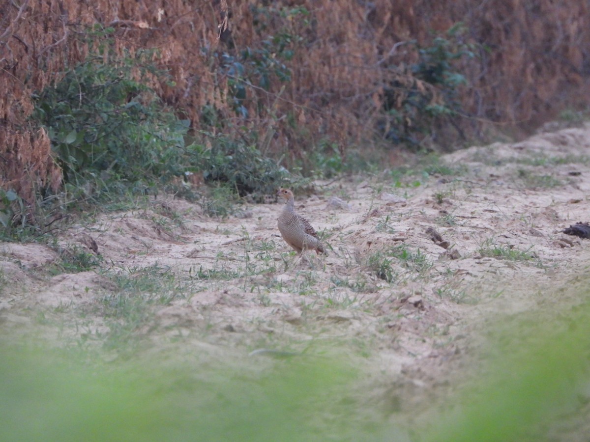 Gray Francolin - ML641697663