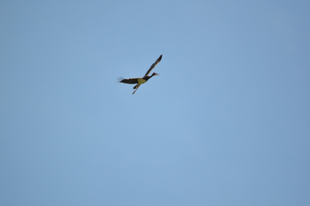 Black Stork - ML641697680