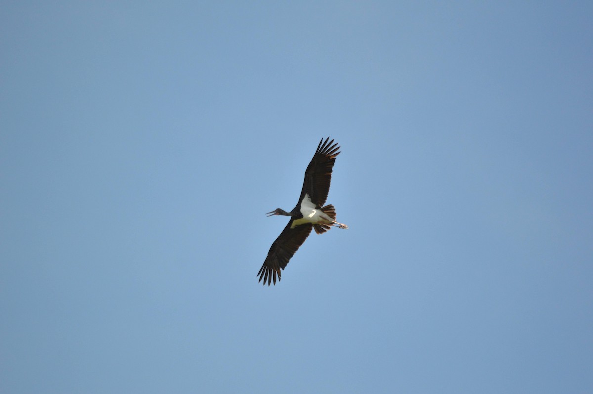 Black Stork - ML641697682