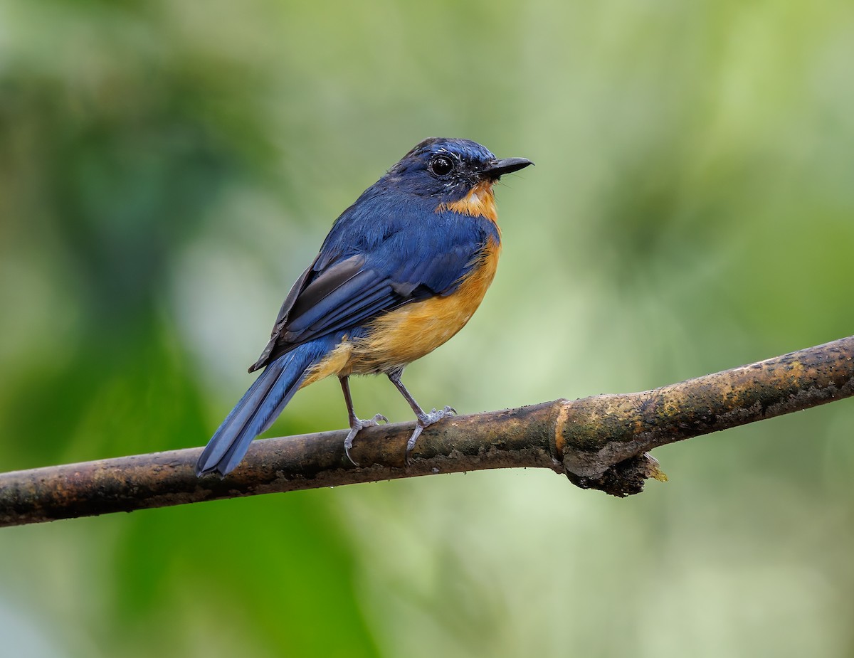 Dayak Blue Flycatcher - ML641697692