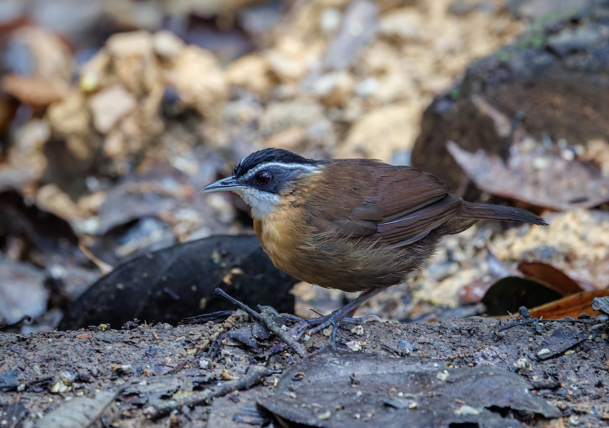 Borneo Ardıçesmeri - ML641697706