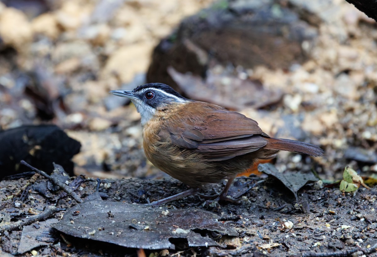 Borneo Ardıçesmeri - ML641697707