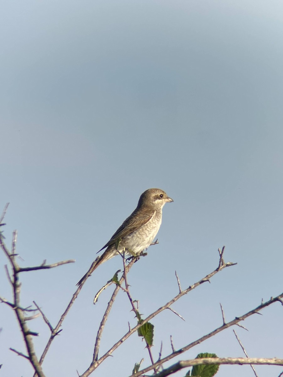 Red-backed Shrike - ML641697724