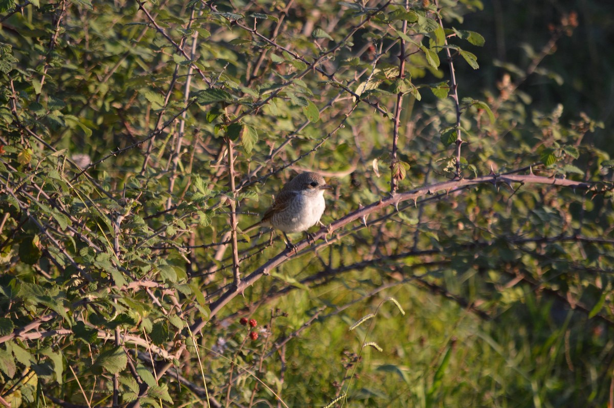 Red-backed Shrike - ML641697725