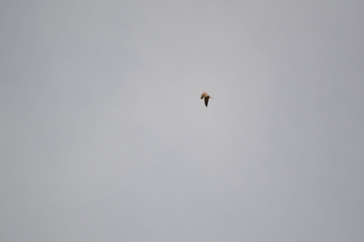 Red-footed Falcon - ML641697726