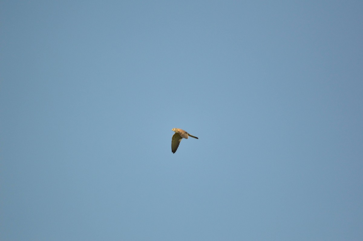 Eurasian Kestrel - ML641697756