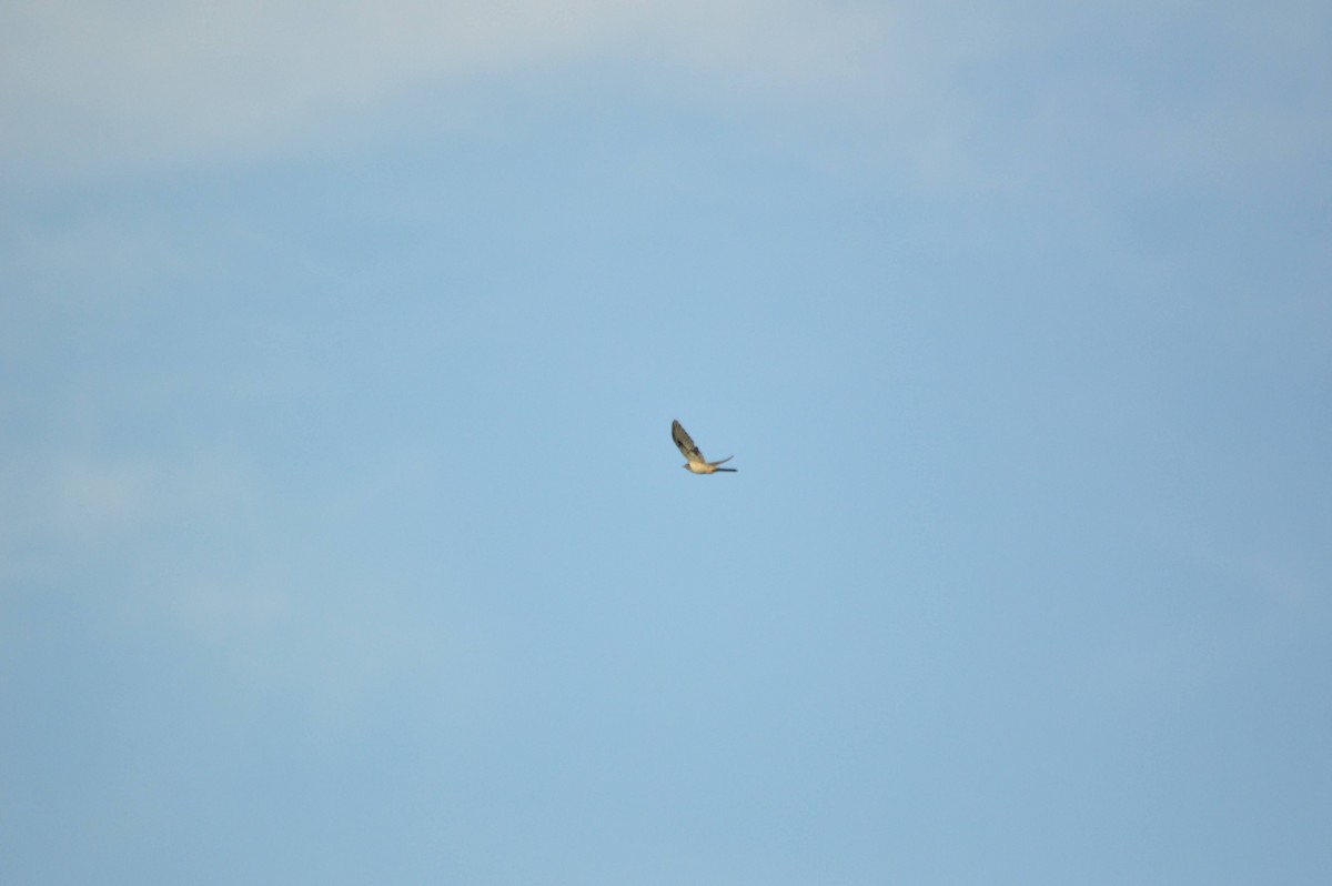 Common Cuckoo - ML641697760