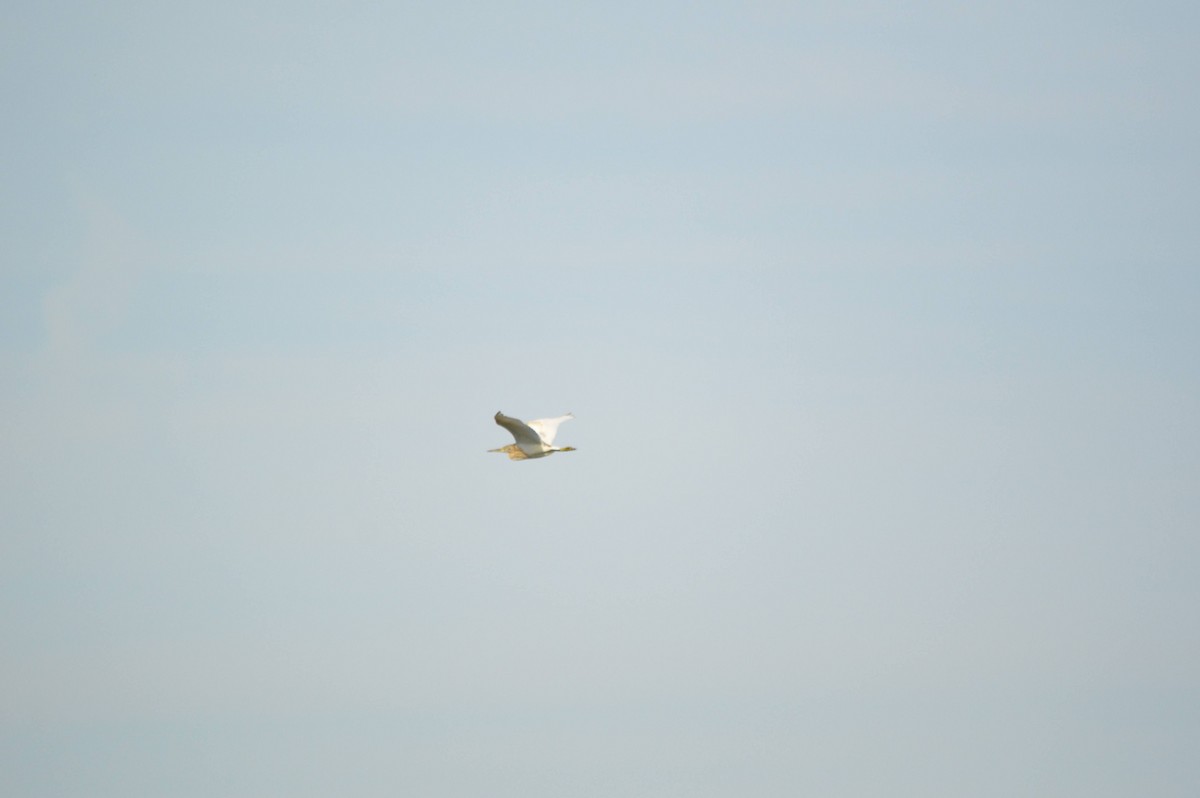 Squacco Heron - ML641697763