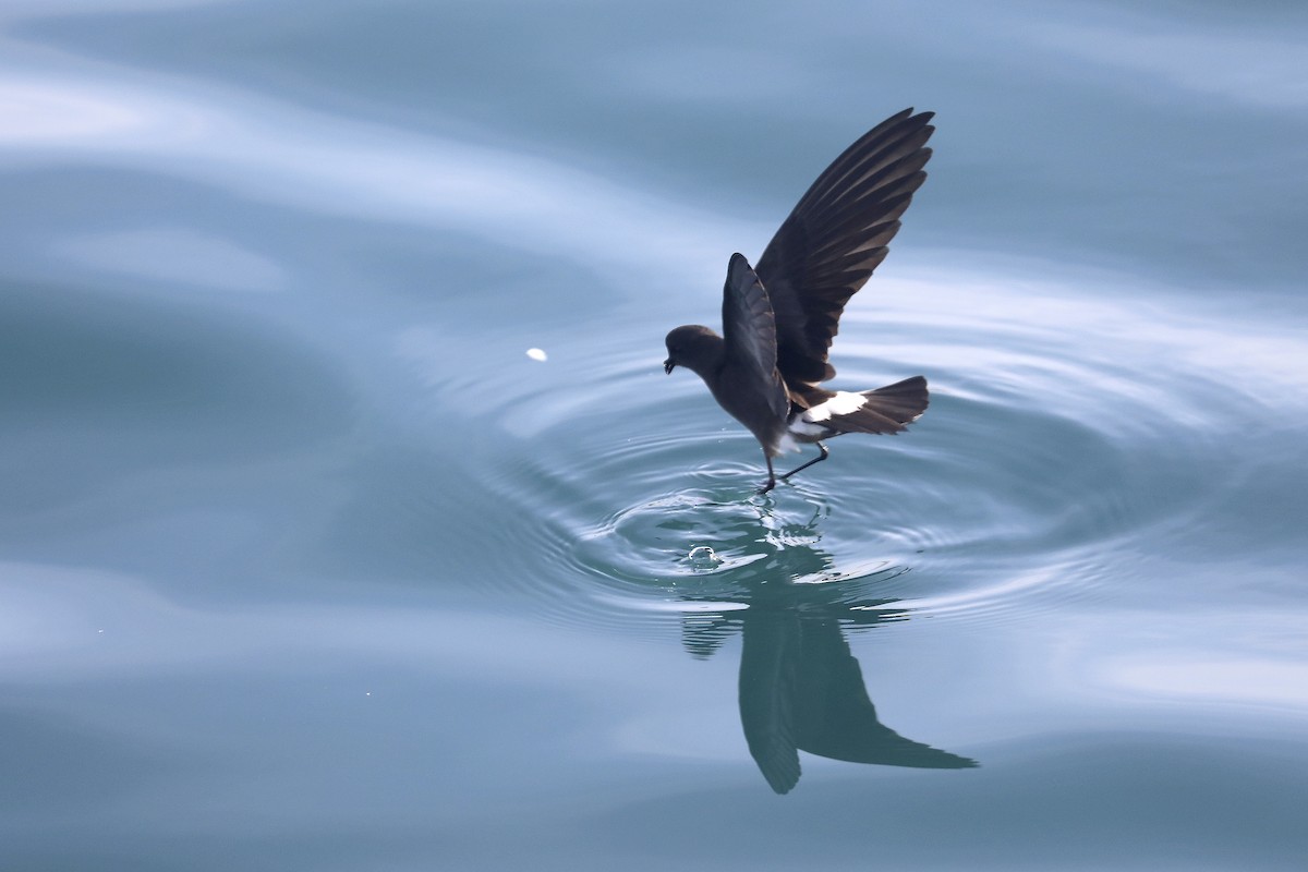 Band-rumped Storm-Petrel - ML641697773