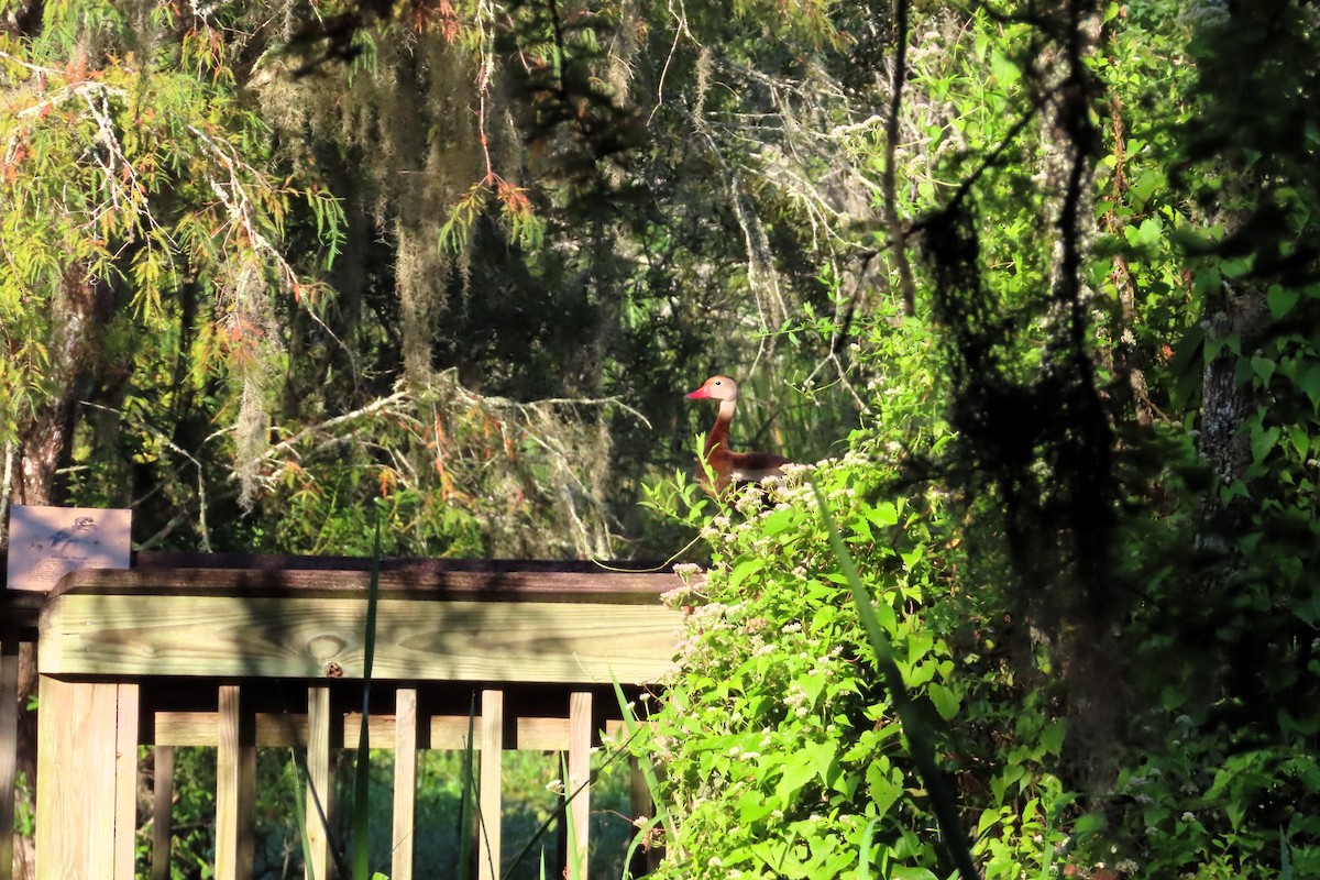 Black-bellied Whistling-Duck - ML641697775