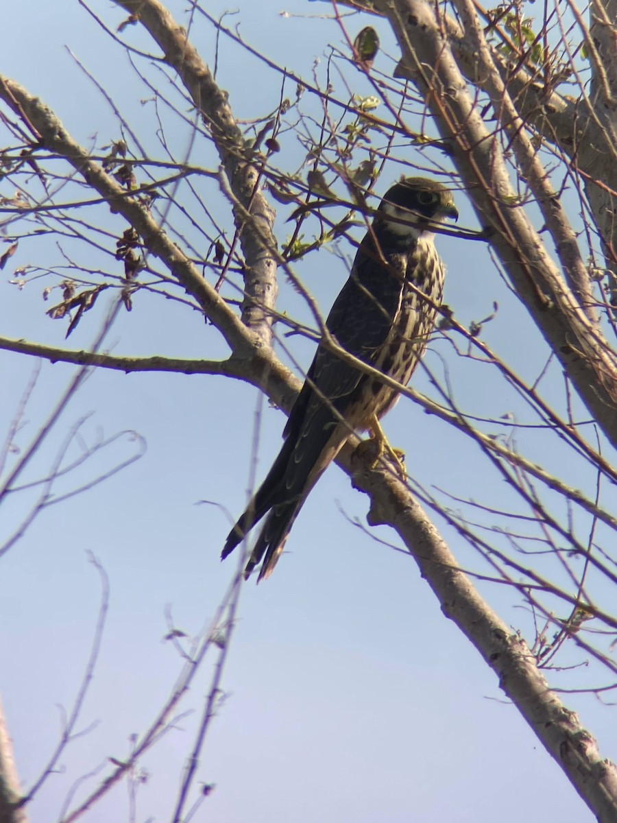 Eurasian Hobby - ML641697785