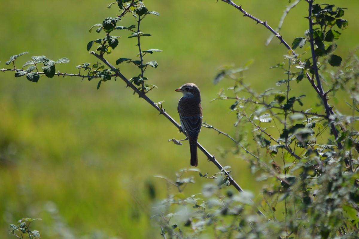 Red-backed Shrike - ML641697787