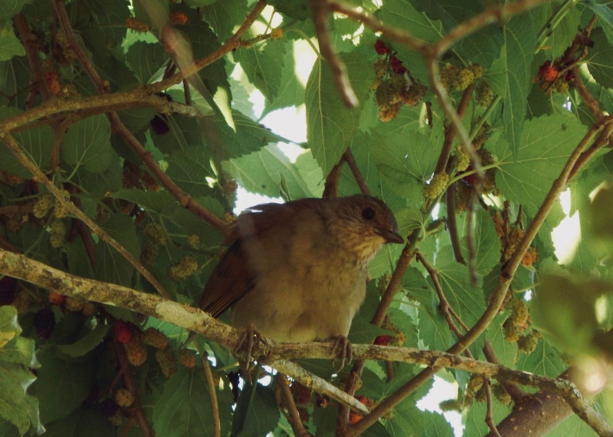 Pale-breasted Thrush - ML641697794