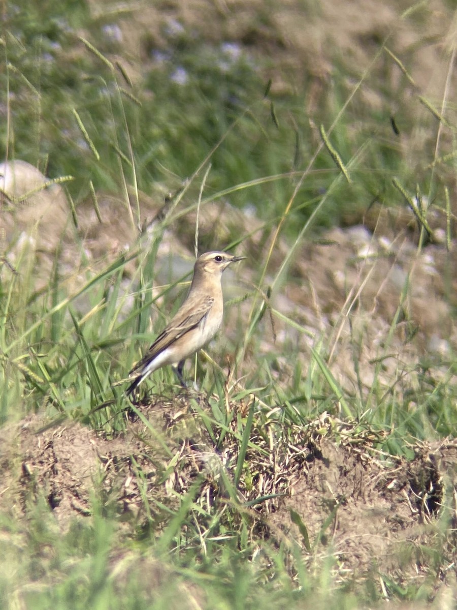 Northern Wheatear - ML641697795