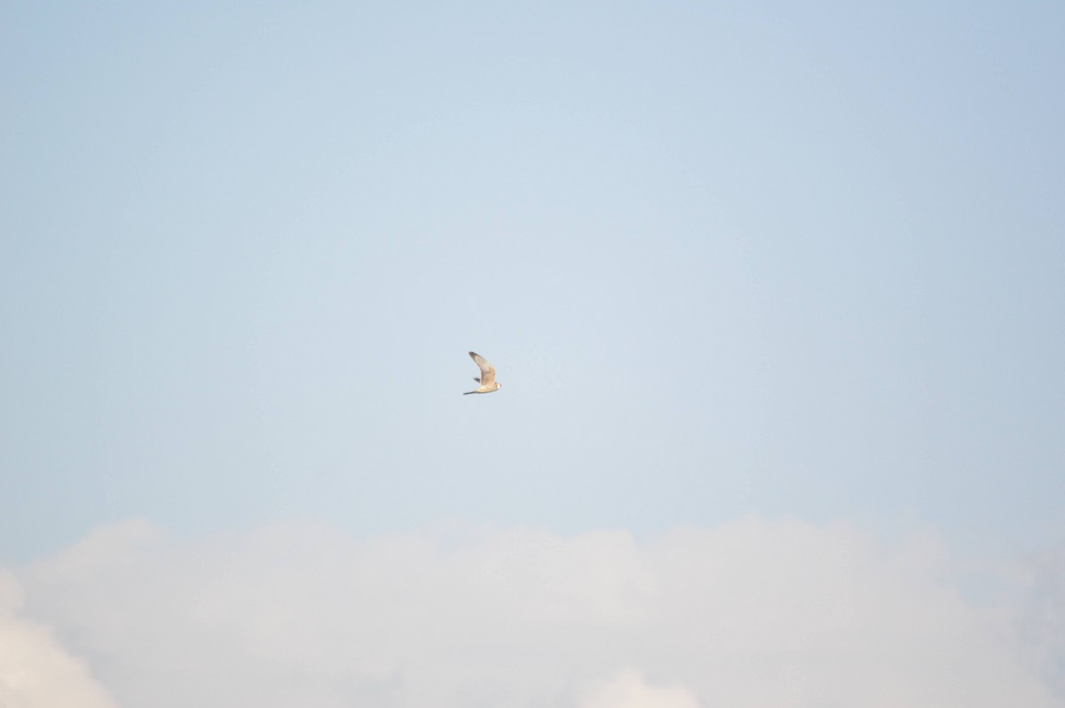 Red-footed Falcon - ML641697844