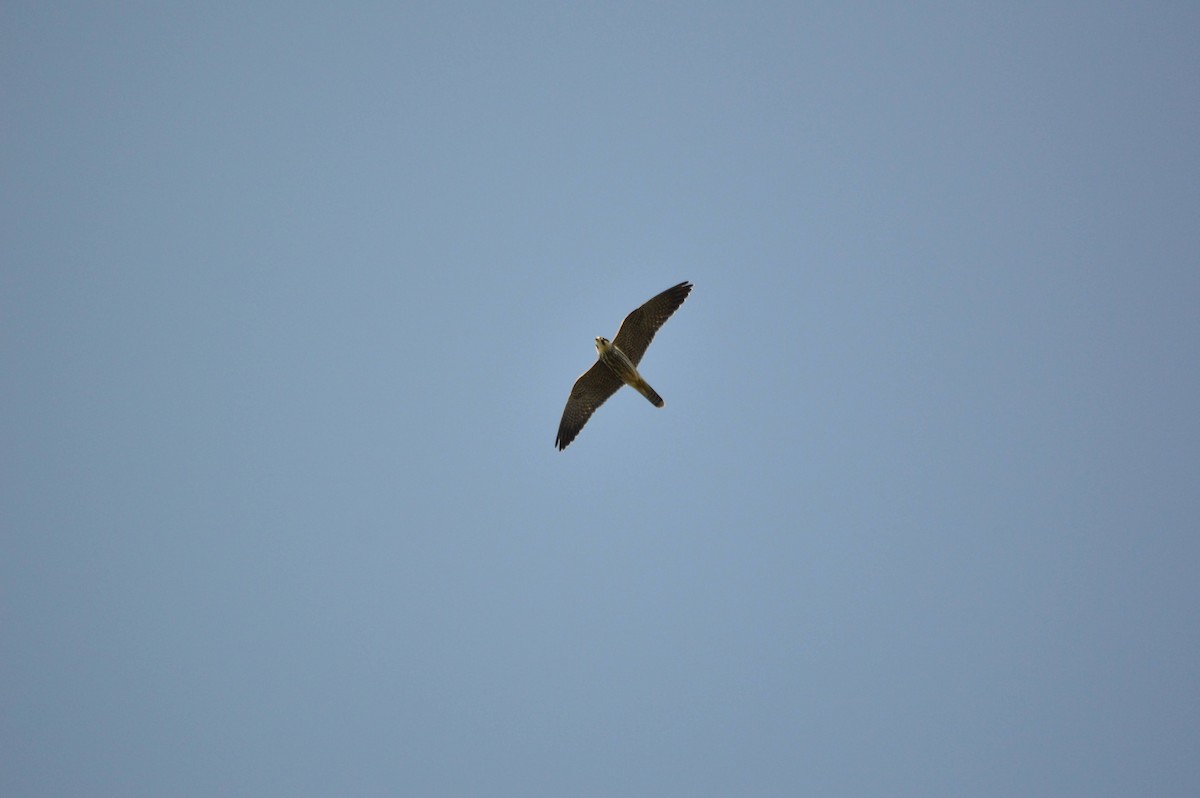 Eurasian Hobby - ML641697848