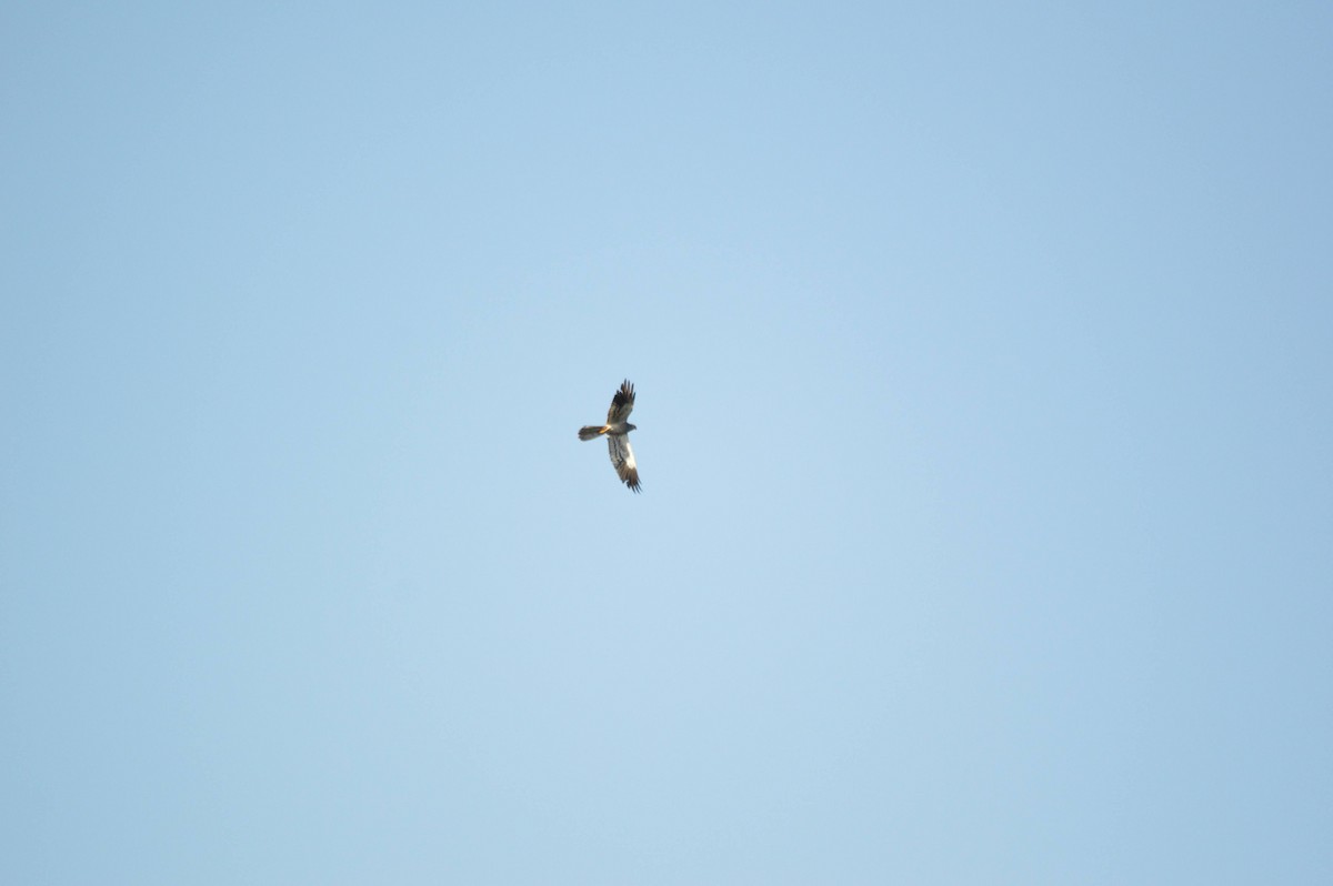 Montagu's Harrier - ML641697849
