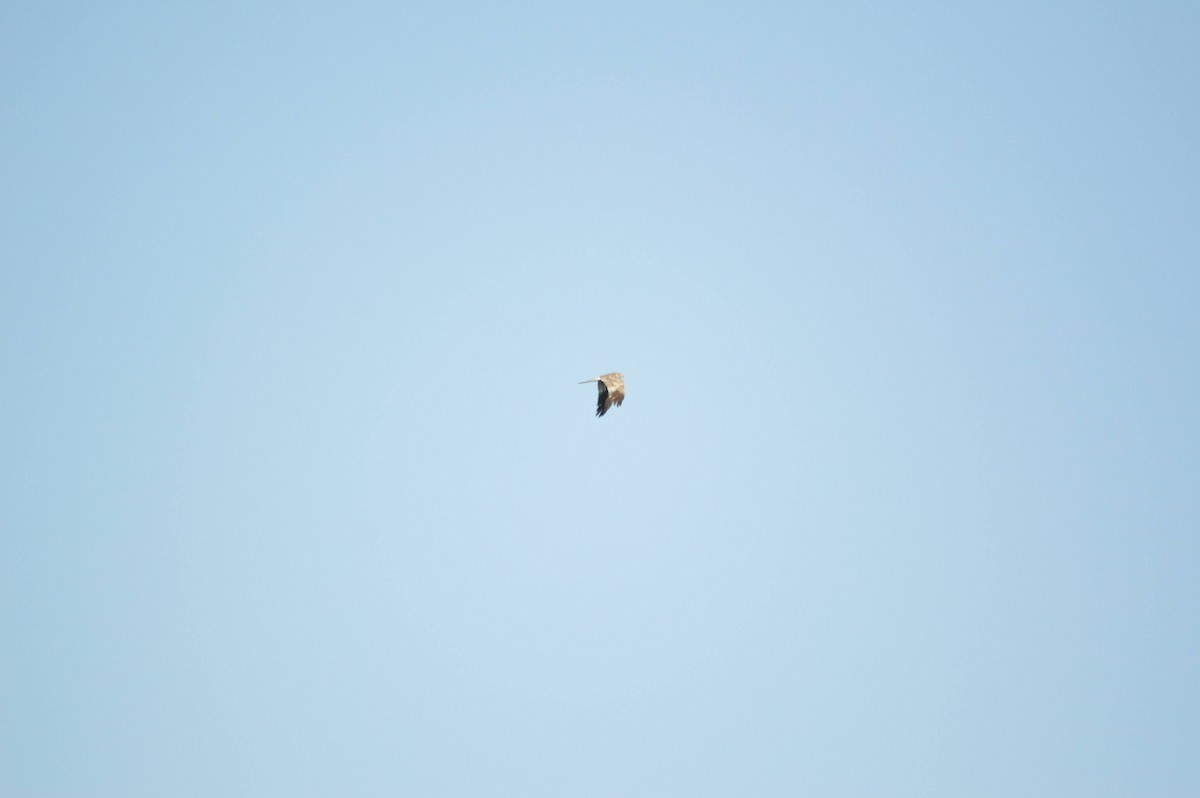 Montagu's Harrier - ML641697850