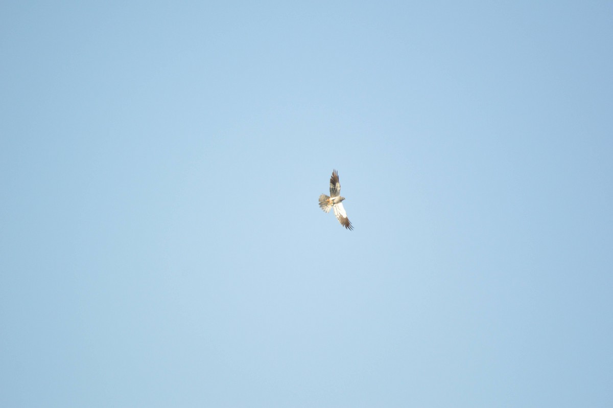 Montagu's Harrier - ML641697851