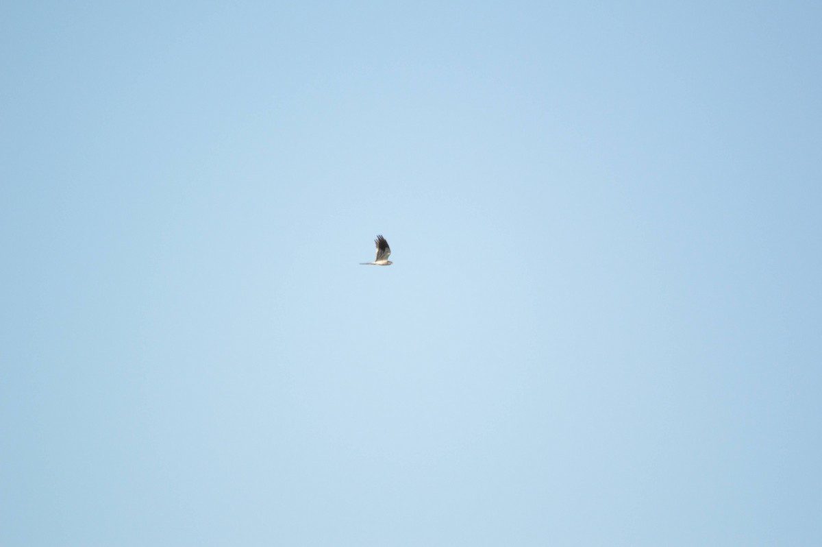 Montagu's Harrier - ML641697852