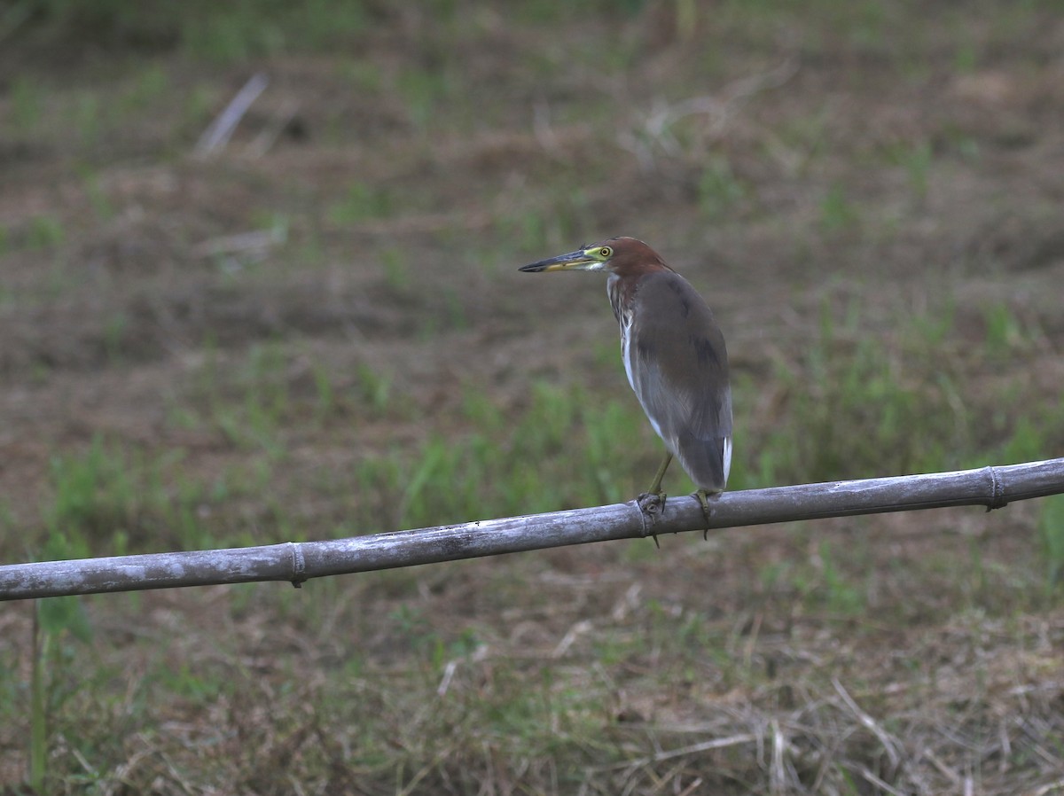 Chinese Pond-Heron - ML641697854