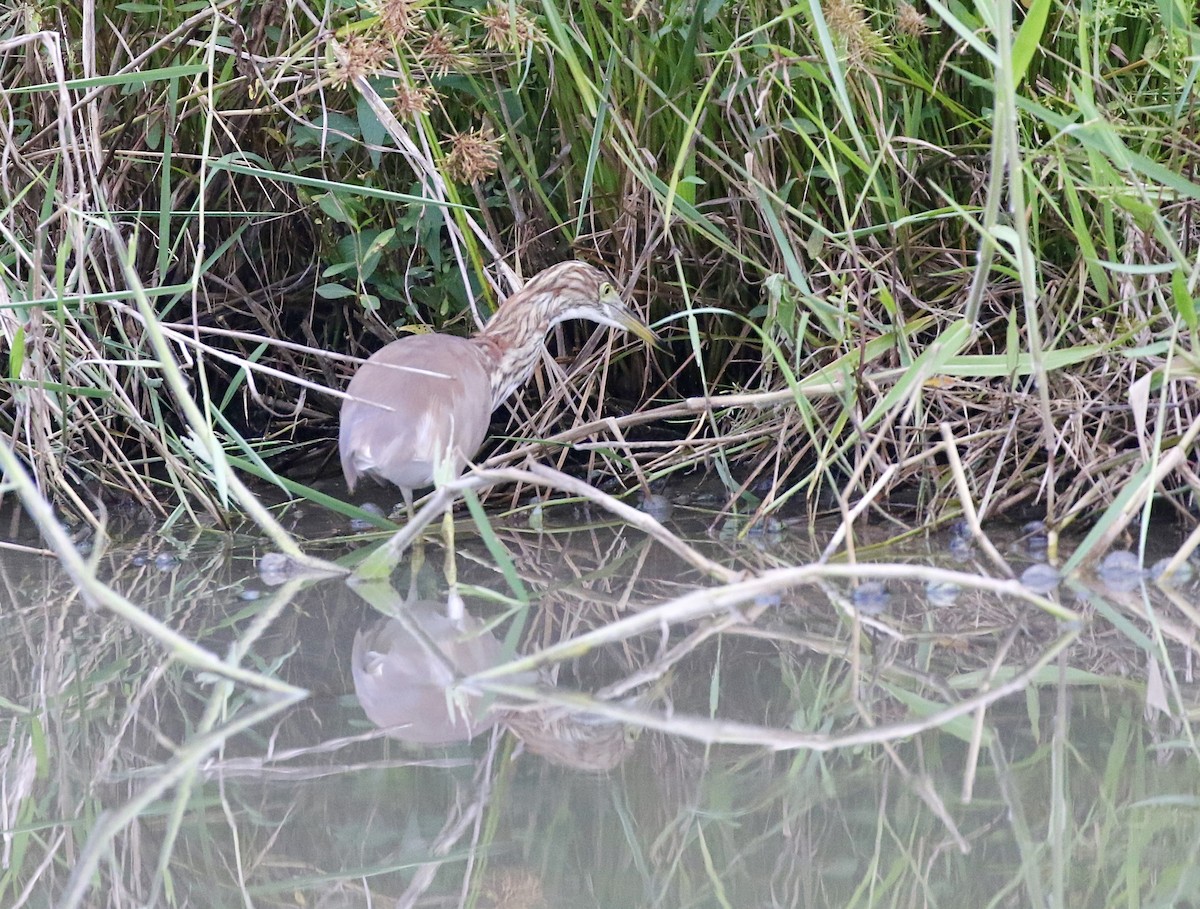 Chinese Pond-Heron - ML641697855