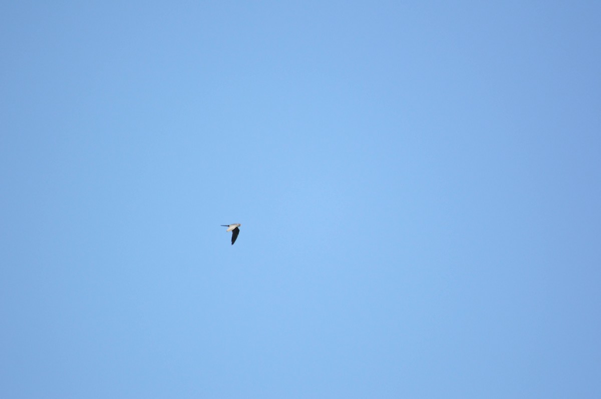 Red-footed Falcon - ML641697860