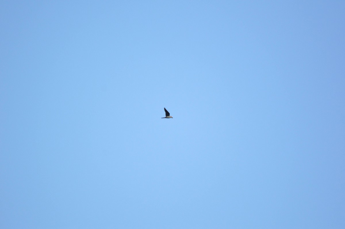 Red-footed Falcon - ML641697861