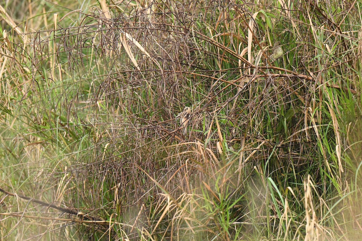 Ochre-rumped Bunting - ML641697891