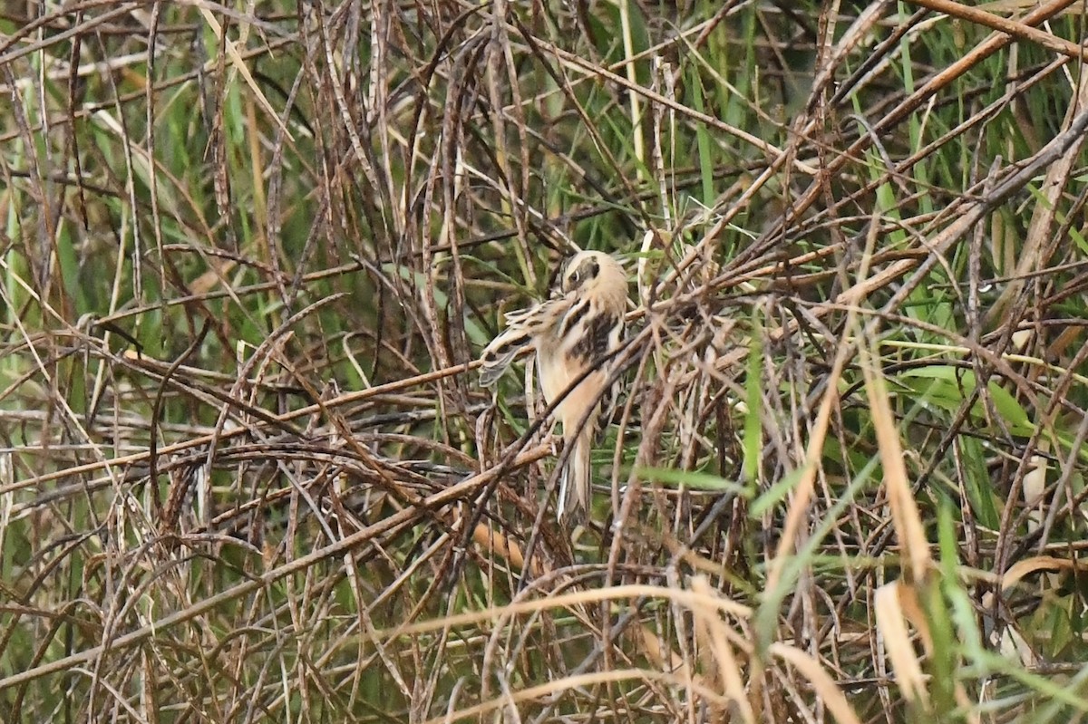 Ochre-rumped Bunting - ML641697901